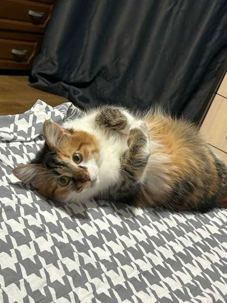 Кошечка