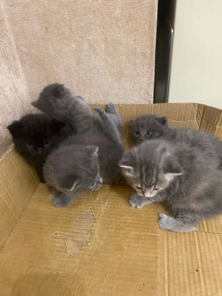 Котята. Бесплатно в Собинке фото 6