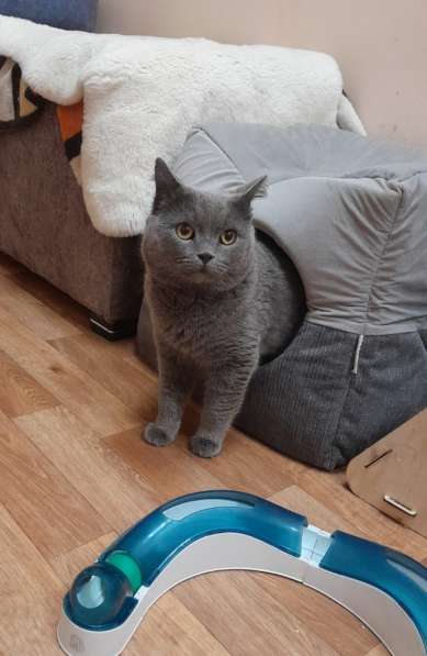 Британский кот Винтер ждет заботливых хозяев