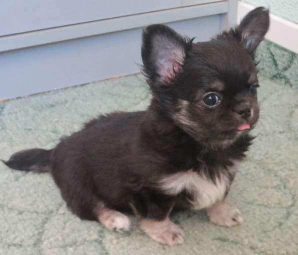 Чихуахуа шоу мальчик