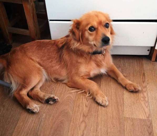 Милейшие щенки от домашней собачки в Иркутске фото 9