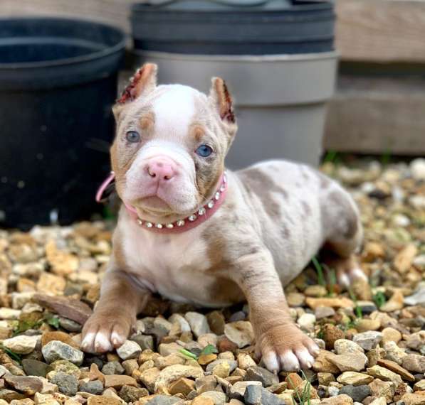 Предлагаются щенки Американский Булли покет
