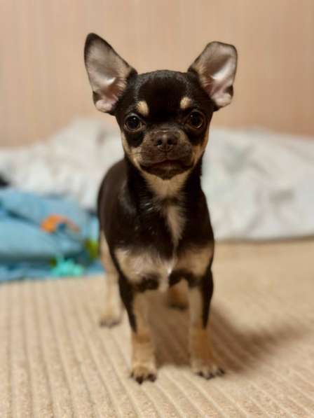 Малышка чихуахуа тип кобби