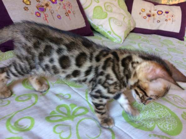Бенгальские котята в фото 7