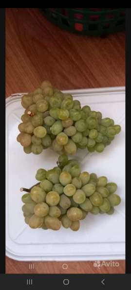 Продажа саженцев винограда в Тамбове фото 3