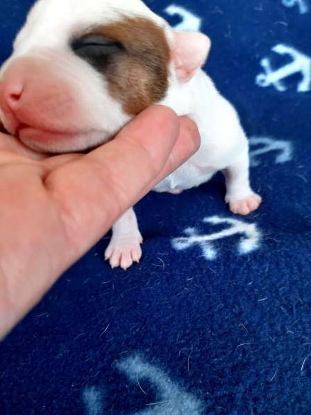 Милые мальчики и девочки Амстаффа резерв ркф в Москве фото 48