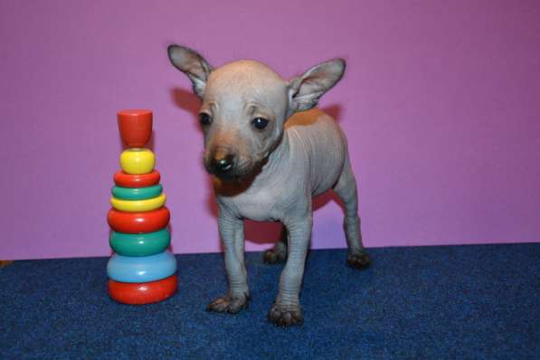 Щенки мексиканской голой собаки мини в Королёве фото 3