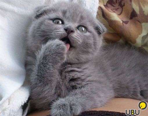 Шотландский Котёнок в Воронеже фото 3