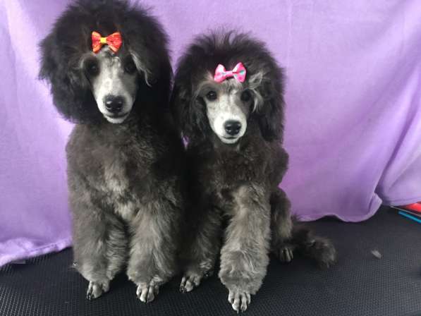 Пудель миниатюрный в Москве