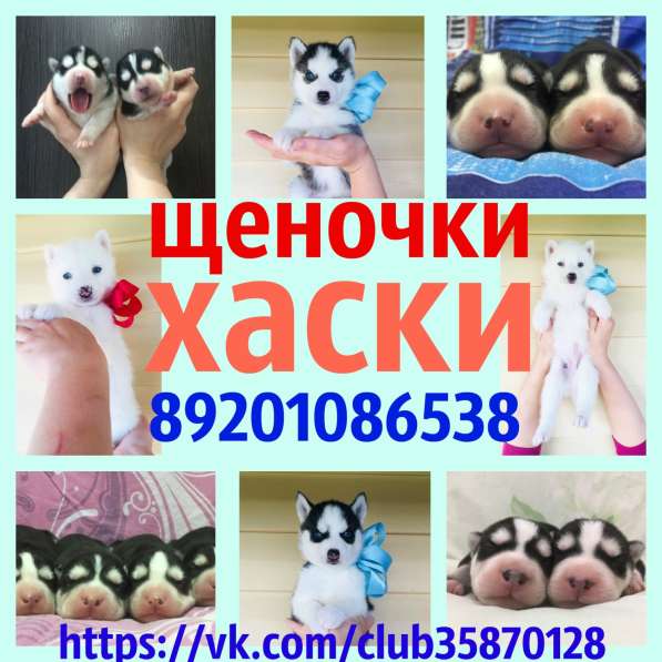 Щеночки хаски черно-белые и белоснежные