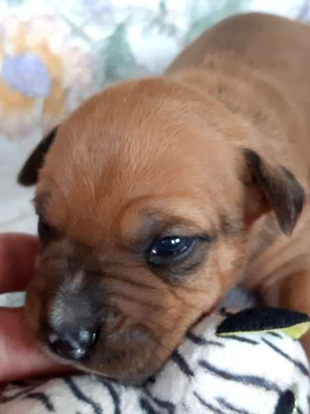 Милые мальчики и девочки Амстаффа резерв ркф в Москве фото 19