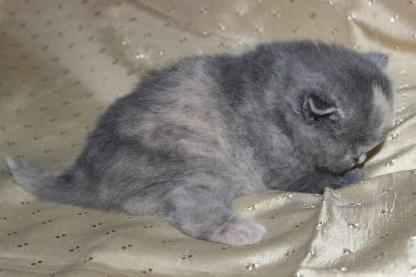 Шотландские котята в Твери фото 8