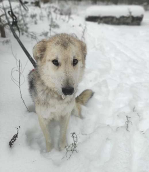 Очень ласковый пушистик ищет дом в Санкт-Петербурге фото 15