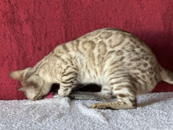 Бенгальская кошка снежного окраса в разведение в фото 7