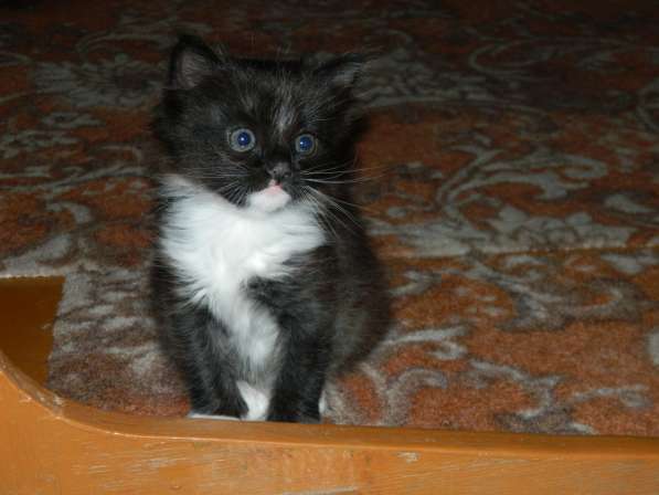Отдам котенка даром (бесплатно) в Новокузнецке фото 3