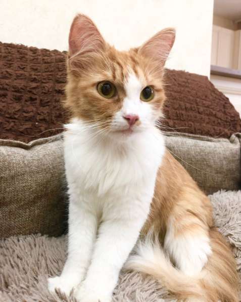 Рыжая кошка Лисан в добрые руки в Москве фото 11