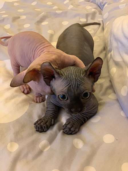 Sphynx Мальчик Двэльф Male dwelf в Москве фото 6