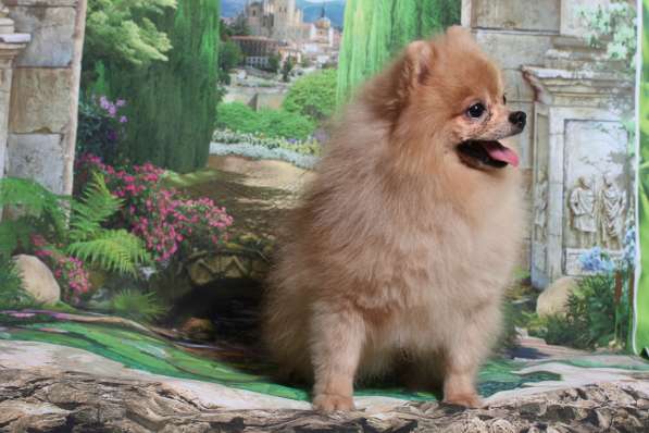 Малыш на вязку в Москве