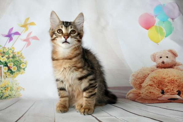 Золотые котята -рысята породы курильский бобтейл в Москве фото 5