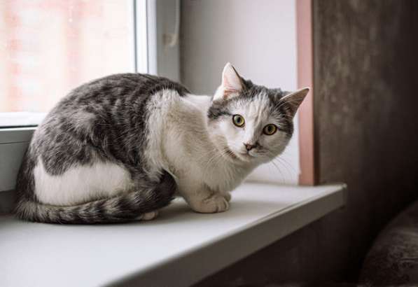 Котенок-подросток Маркиз, обаятельный позитивчик в дар