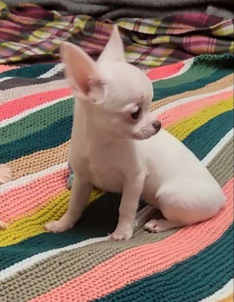 Chihuahua. Girl в фото 3