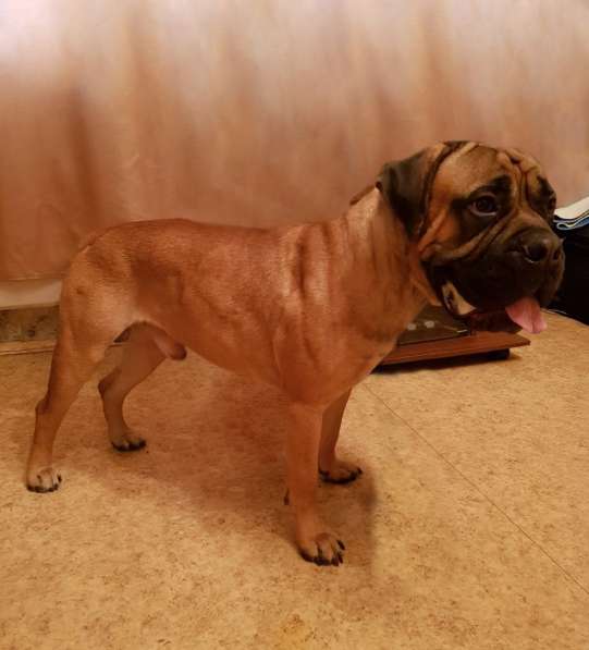 Бульмастиф в добрые руки щенок в Москве