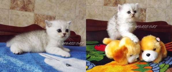 Клубные котята для тех, кто ценит качество в фото 10