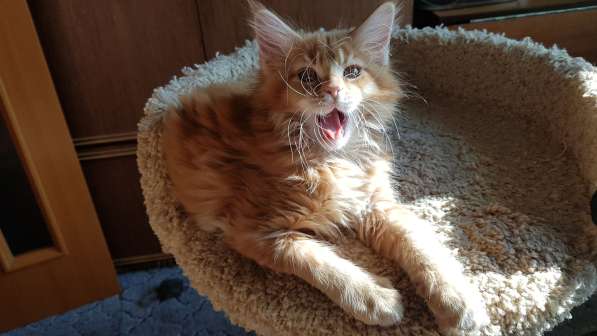 Продаётся красная девочка мейн-кун в Санкт-Петербурге фото 46