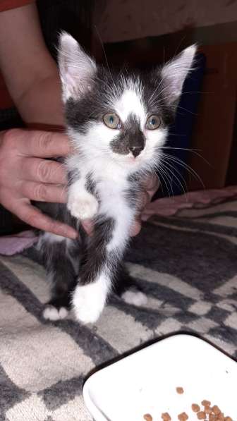 Милые котики