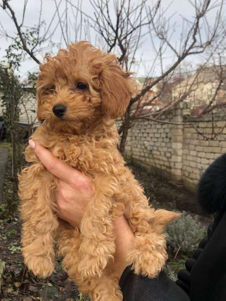 Poodle. Boy's в фото 3
