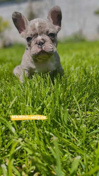 Hello, french bulldog puppies for sale в 