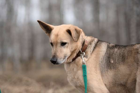 Дюшес - лучший Друг для всей семьи! в Москве фото 14