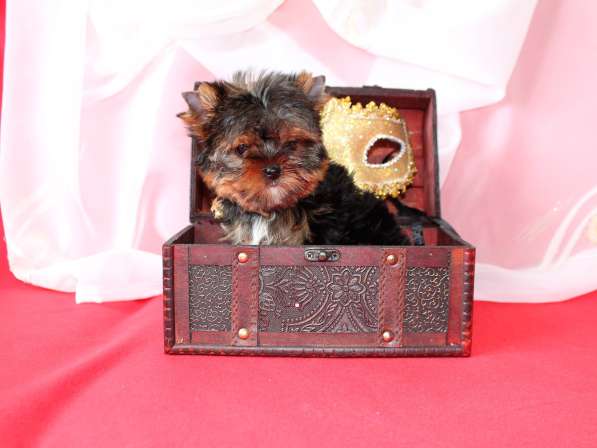 Щенки Йоркширского терьера. Миниатюрная девочка в Москве фото 7