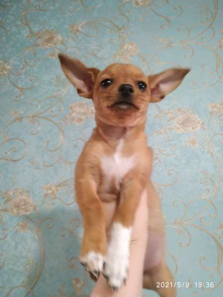 Щенки чихуахуа в Тольятти фото 12