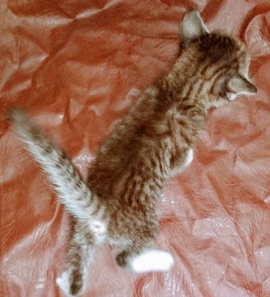 Элитная Бенгальские Снежный барс котятки в Санкт-Петербурге фото 46