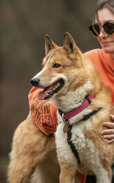 Мистер лучезарная улыбка Янтарь ищет дом в Москве фото 22