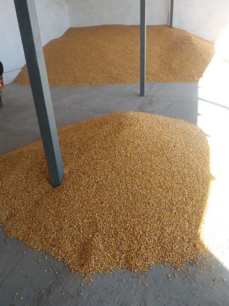 Семена кукурузы Туран-480 СВ в 