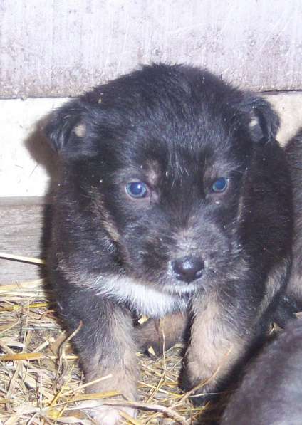 Щенок ищет доброго хозяина в Красноярске фото 18