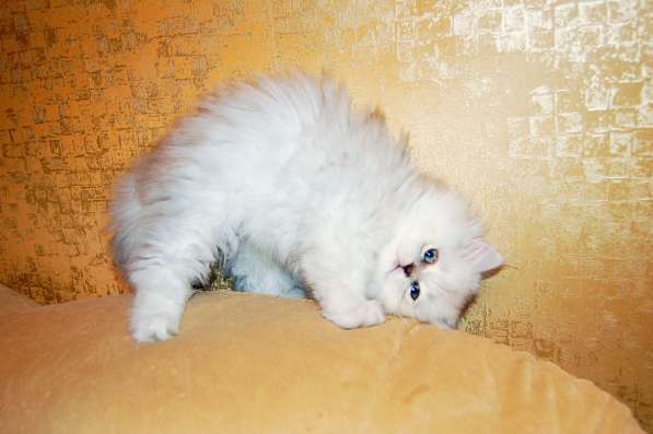 Персидские котята серебристая и золотая шиншилла в Москве фото 3