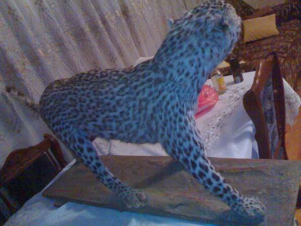 Kavkazki Leopard в 