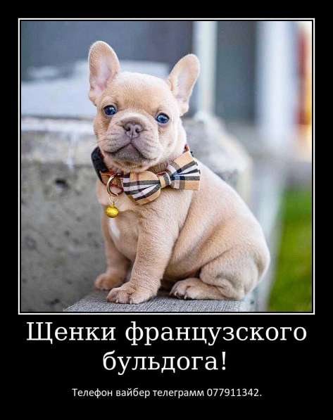 Лучший Новогодний подарок это щенок французкого бульдога! в фото 7