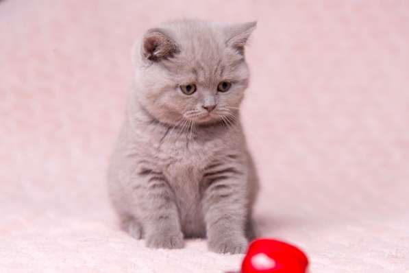 Британская лиловая кошечка в Москве фото 4