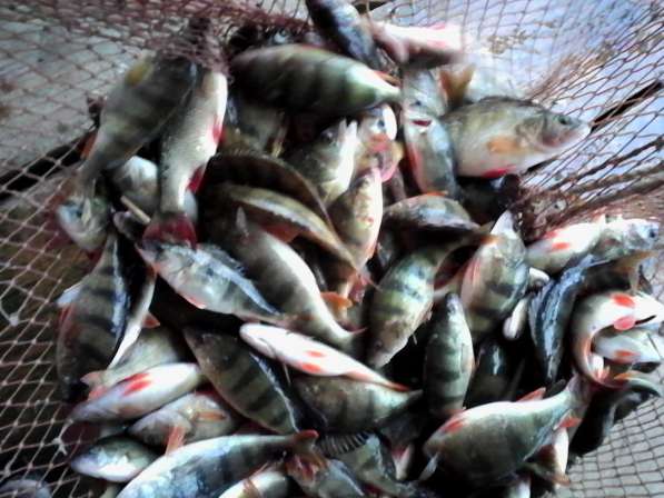 Рыба оптом и в розницу в Омске фото 7