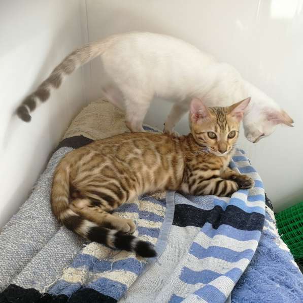 Бенгальская яркая девочка в Москве