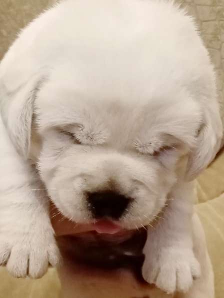 Очень красивые щенки лабрадорар в Иркутске фото 21