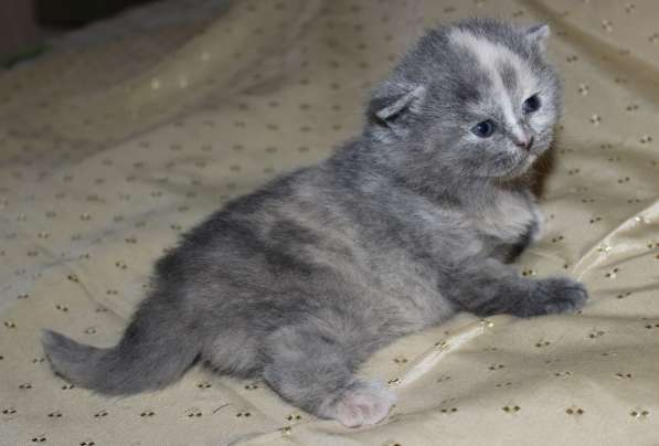 Шотландские котята в Твери фото 10