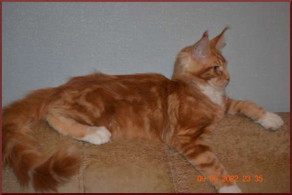 Роскошный черный котик мейн-кун из питомника в Астрахани фото 22