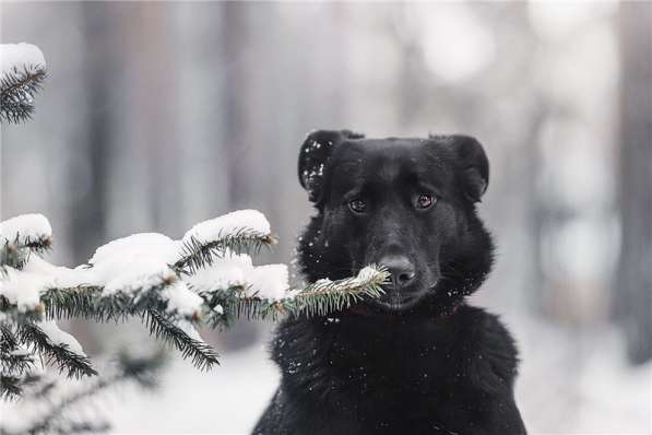 Чудесная собака Берта в добрые руки в Москве фото 7