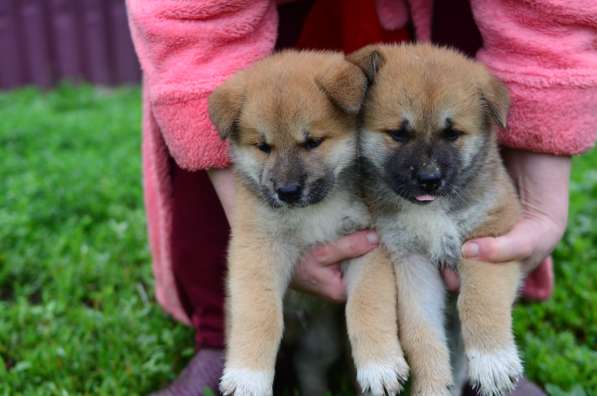 Щенки акита_ину в фото 12