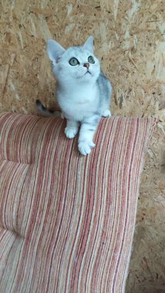 Шикарный британский котик в Москве фото 6